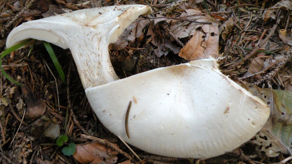 Clitocybe con margine costolato?